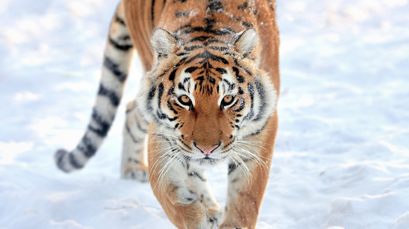 Download Tiger Walk Predator Wildlife 1366x768 Wallpaper Tablet