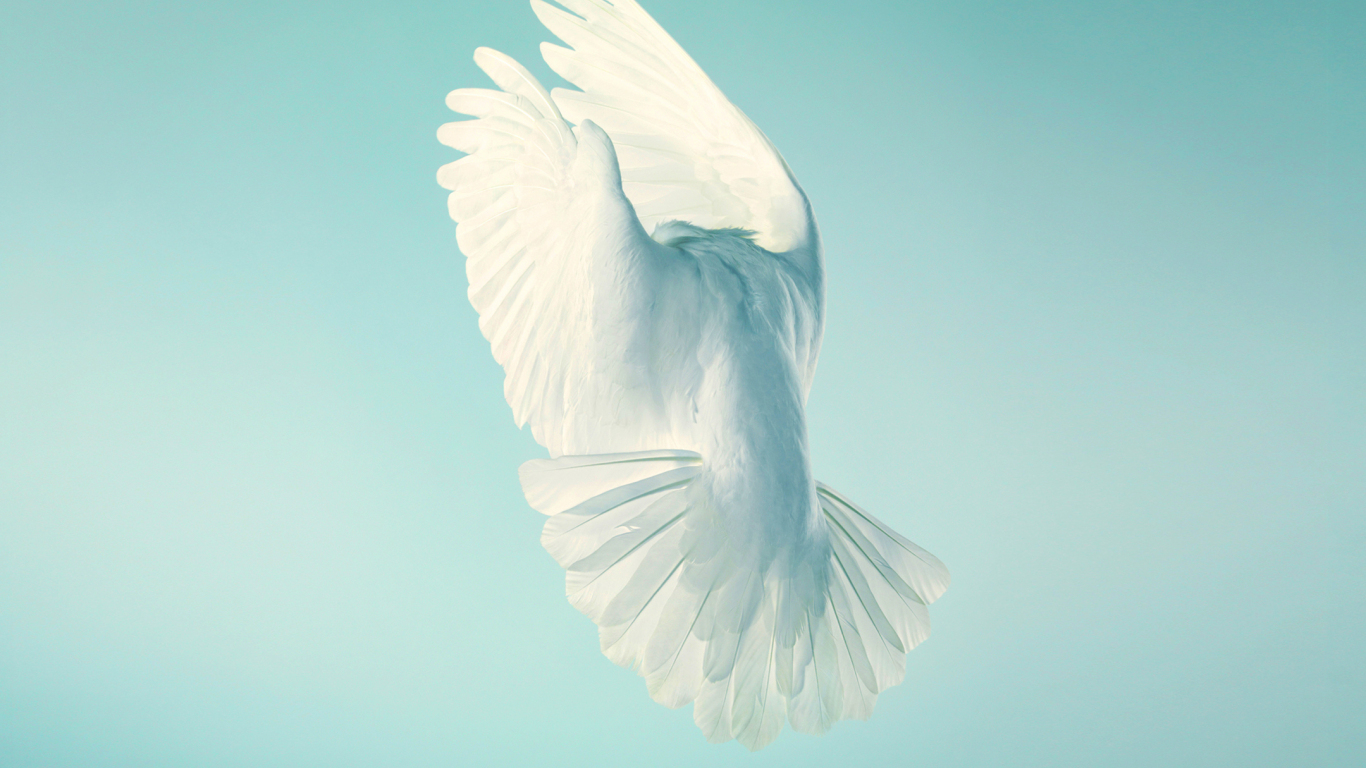 Download wallpaper 1366x768 pigeon, white bird, peace, stock, tablet, laptop,  1366x768 hd background, 665