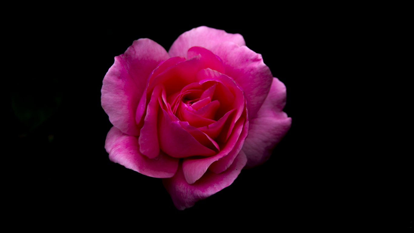 Download 1366x768 wallpaper rose, pink flower, portrait, tablet, laptop