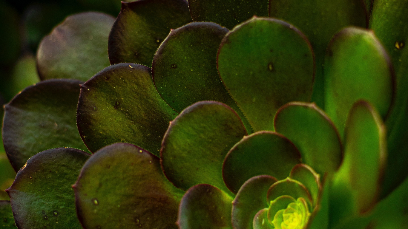 Download wallpaper 1366x768 succulent plant, close up, tablet, laptop ...