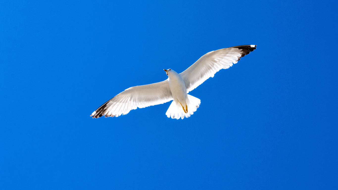 Download wallpaper 1366x768 white bird, seagull, blue sky, tablet ...