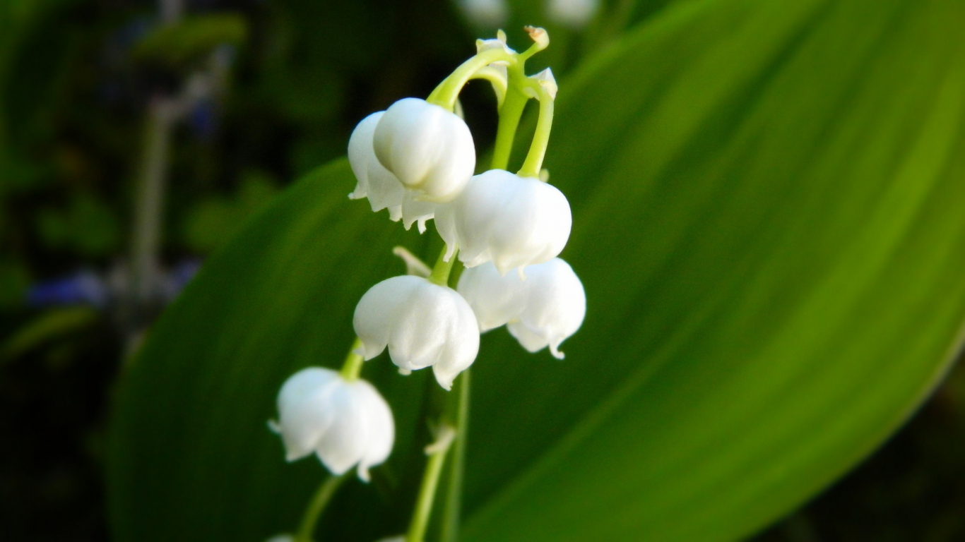 Download wallpaper 1366x768 lily of the valley, bellflower, white ...