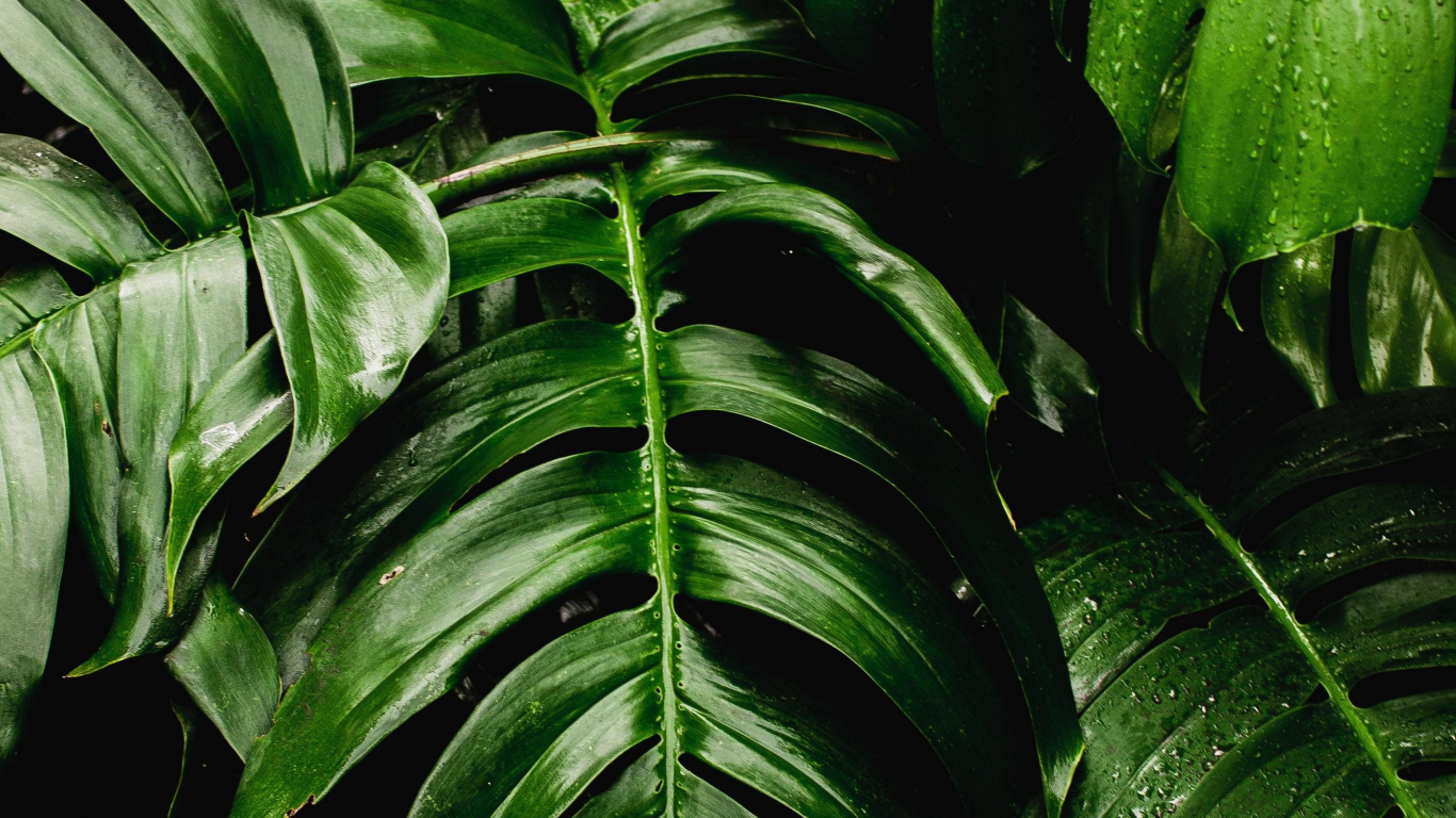 Download wallpaper 1366x768 fresh, plants, green leaf, big, tablet