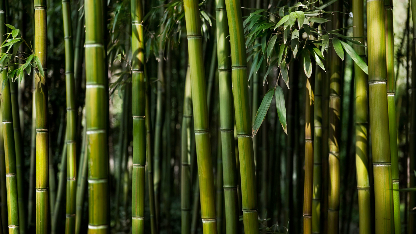 Free download Pictures 1366x768 hd bamboo and rain painting desktop  backgrounds 1280x720 for your Desktop Mobile  Tablet  Explore 48 Bamboo  Wallpaper Tropical  Wallpaper Bamboo Green Bamboo Wallpaper Bamboo  Background Image