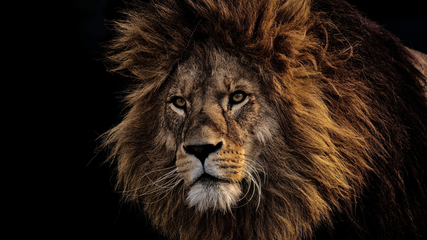Download wallpaper 1366x768 mighty king, lion, fur, muzzle, tablet, laptop, 1366x768  hd background, 10859