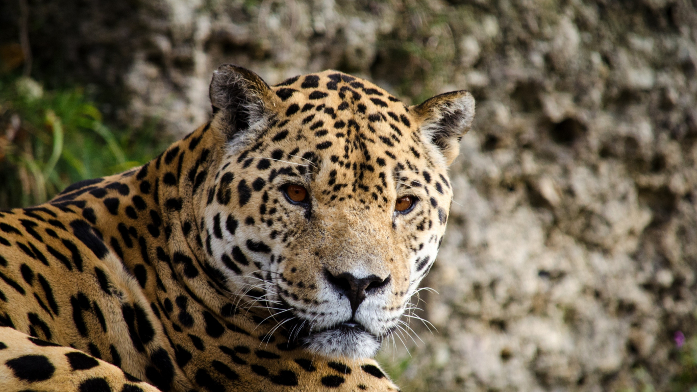 Download Wallpaper 1366x768 Jaguar Predator Animal Stare Muzzle
