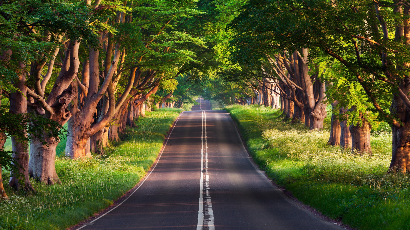 Road in a forest, forest, green 1366x768, road, HD wallpaper
