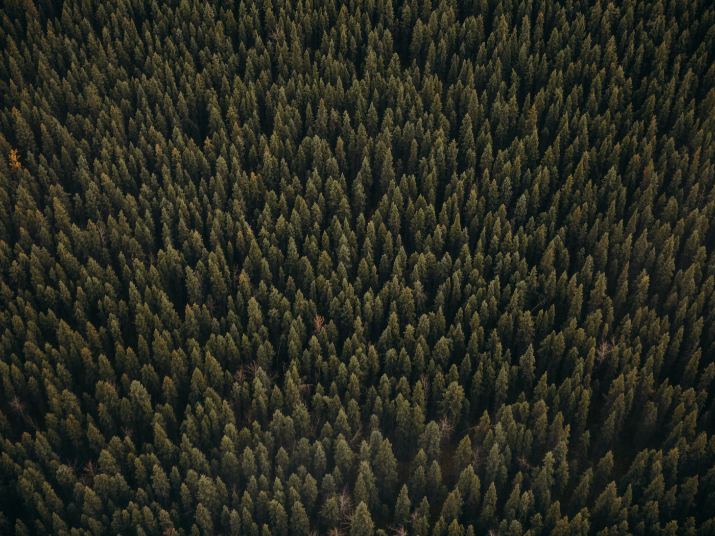 Download wallpaper 1400x1050 green trees' tops, forest, aerial view ...