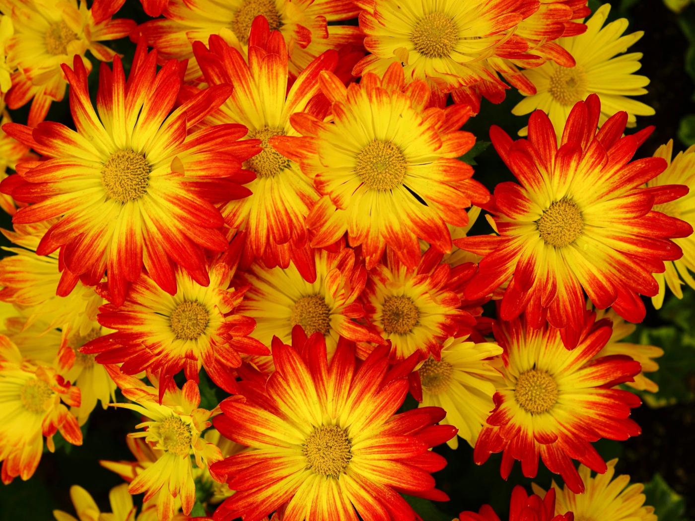 Download 1400x1050 Wallpaper Beautiful Yellow Flowers