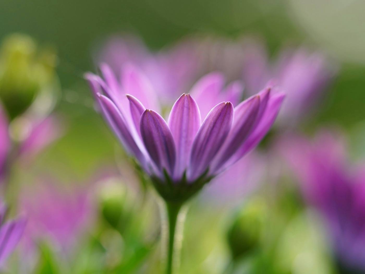 Download wallpaper 1400x1050 margarita flower, portrait, close up ...