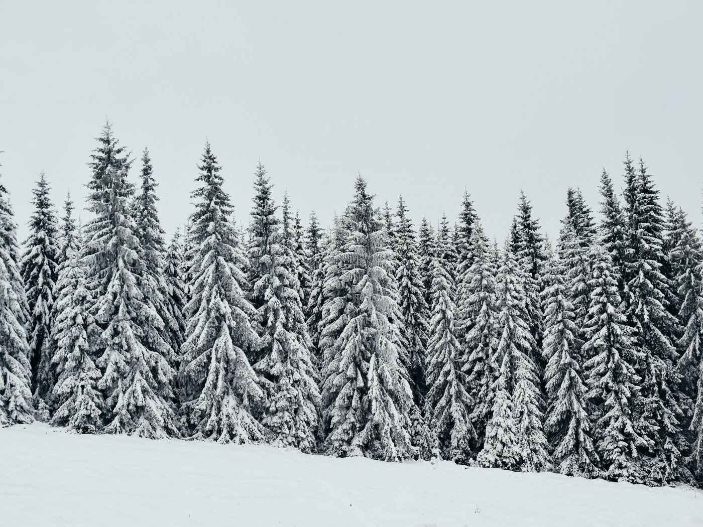 White, snow layer, pine trees, nature, 1400x1050 wallpaper