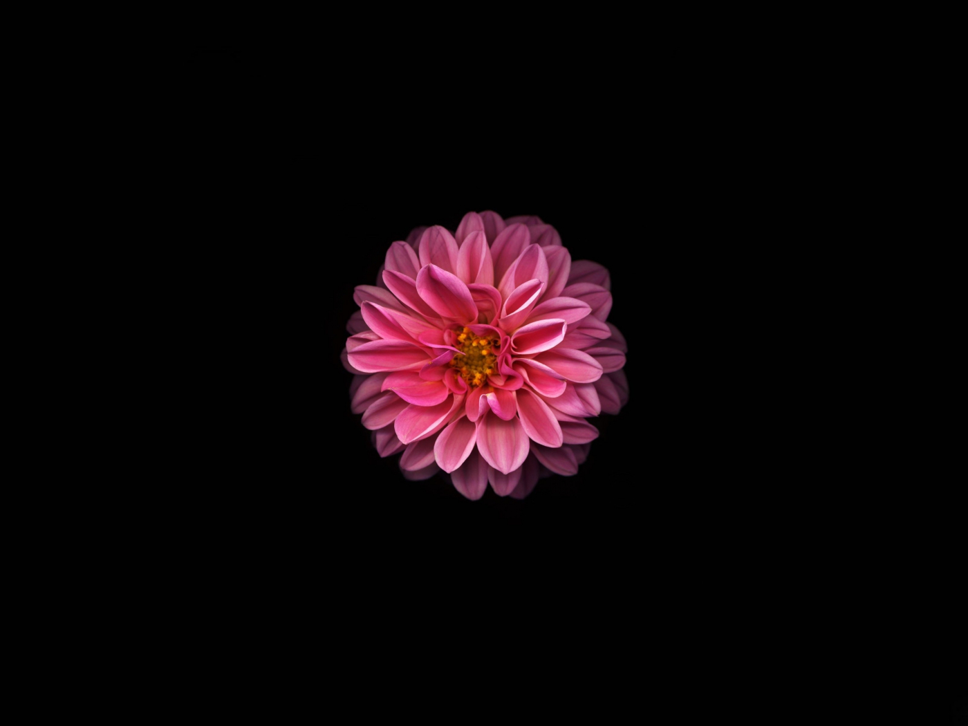 Download wallpaper 1400x1050 pink dahlia, minimal and dark, standard 4: ...