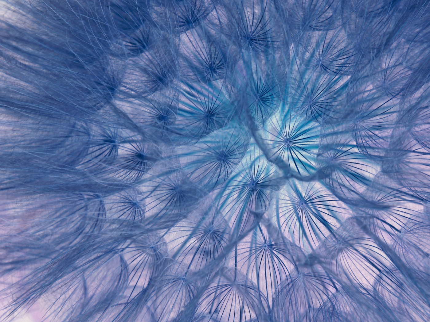 Flower, threads, close-up, dandelion, 1400x1050 wallpaper