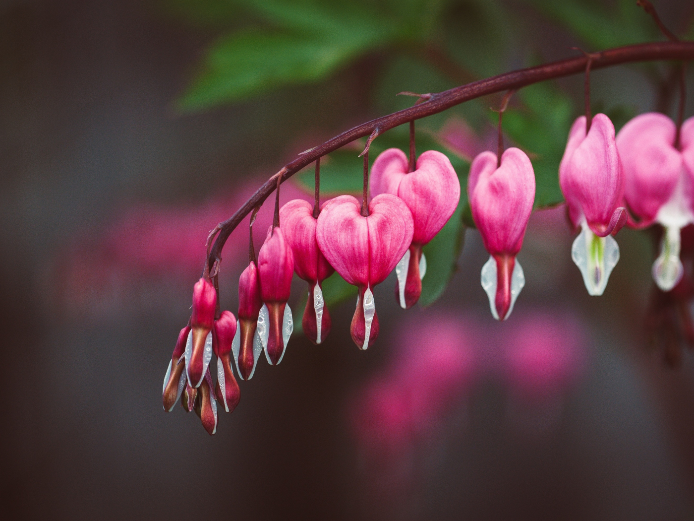 Download wallpaper 1400x1050 pink, bleeding heart, blur, flowers ...