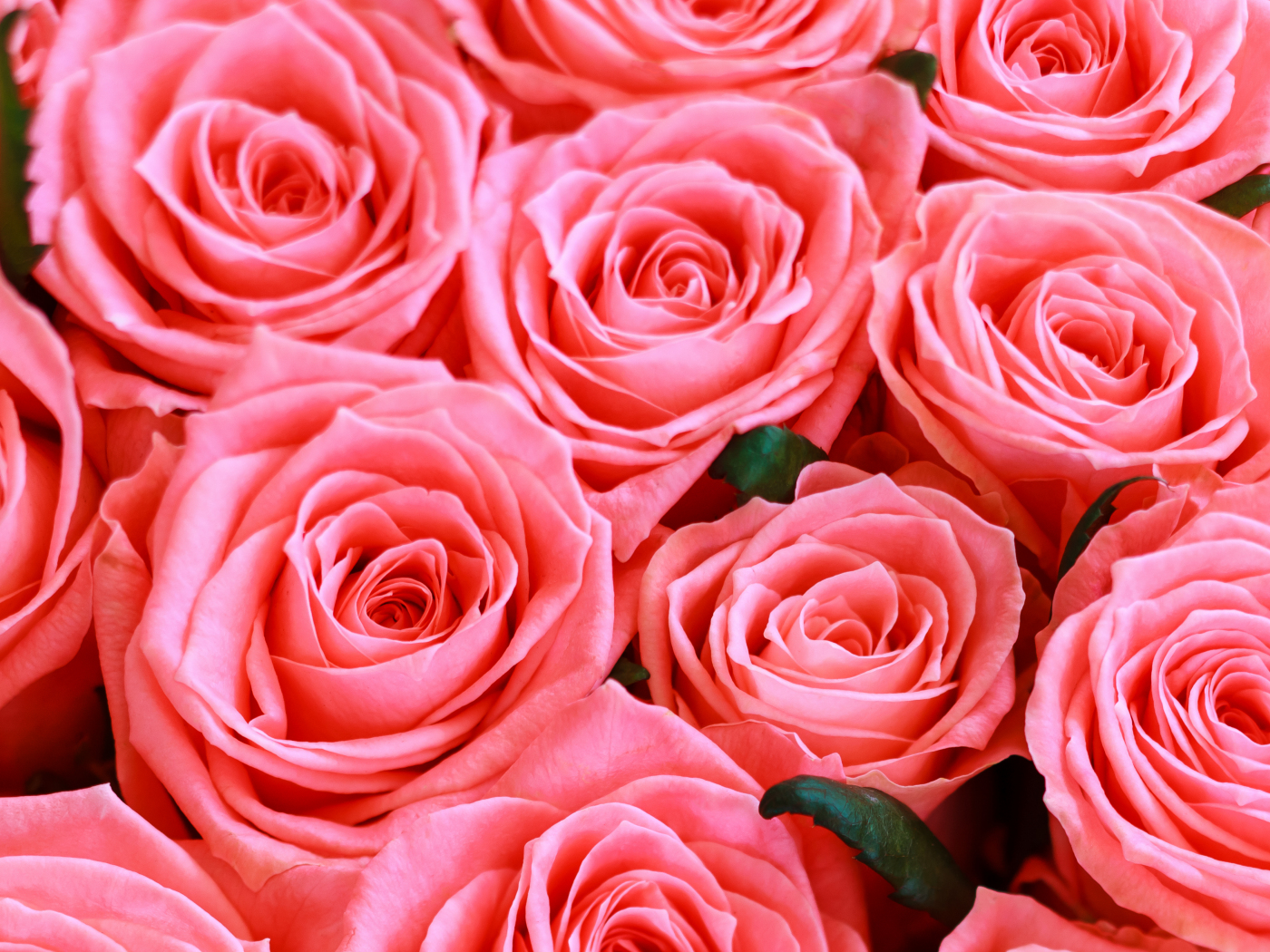 Download wallpaper 1400x1050 fresh pink roses, flowers, standard 4:3  fullscreen 1400x1050 hd background, 26535