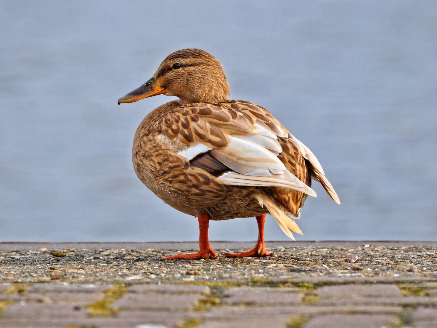 Download wallpaper 1400x1050 mallard, duck, close up, standard 4:3