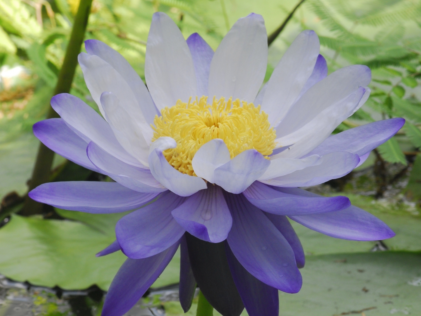 Download wallpaper 1400x1050 flower, purple lotus, bloom, standard 4:3