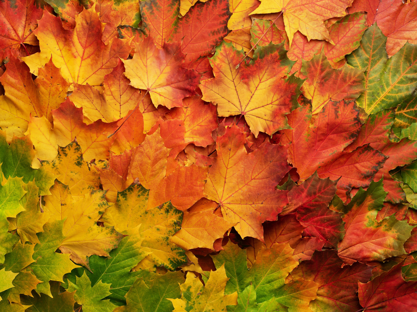 Download wallpaper 1400x1050 autumn, leaf, colored, standard 4:3 ...