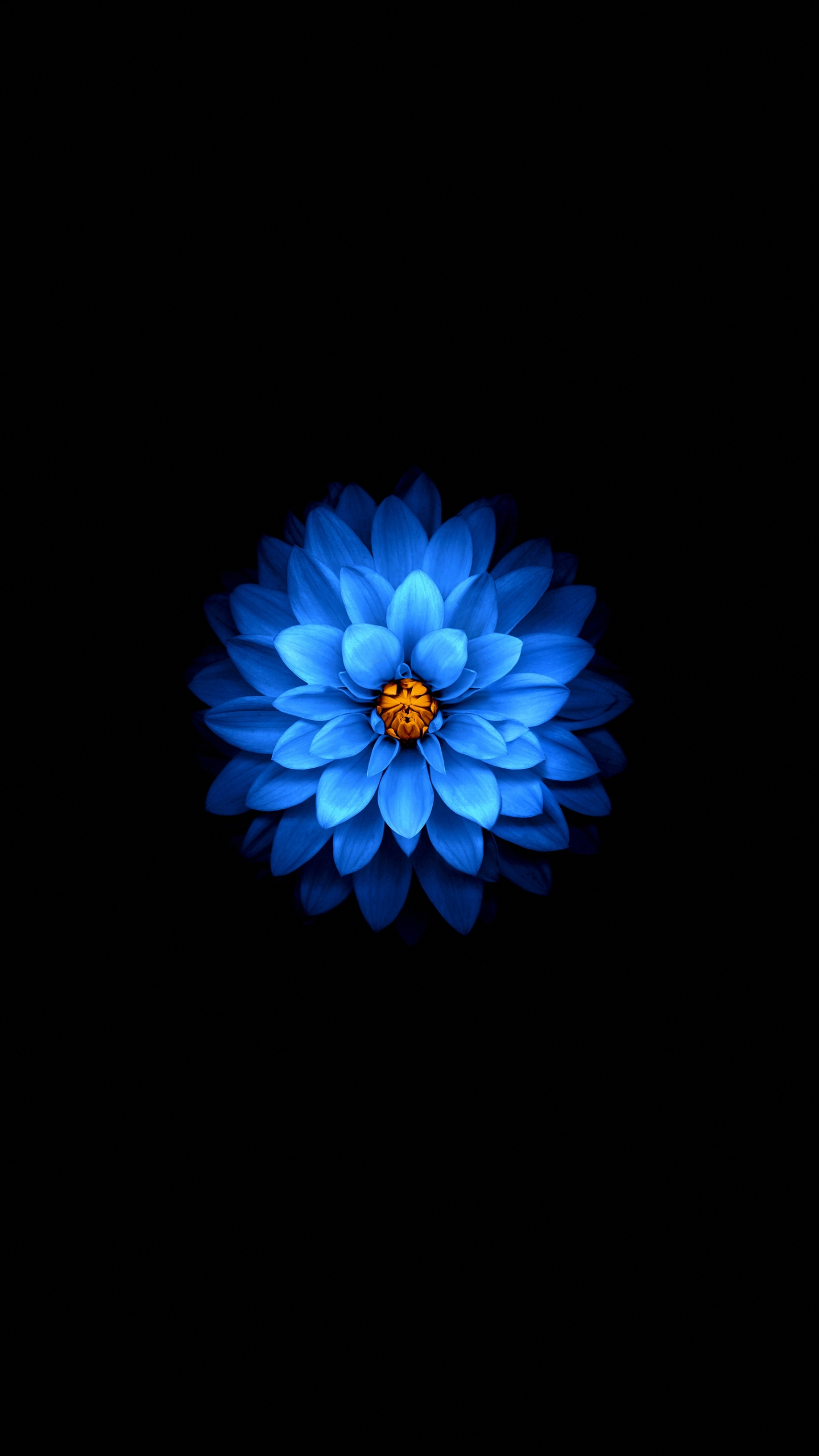 Download wallpaper 1440x2560 blue flower, dark, amoled, qhd samsung galaxy  s6, s7, edge, note, lg g4, 1440x2560 hd background, 25964