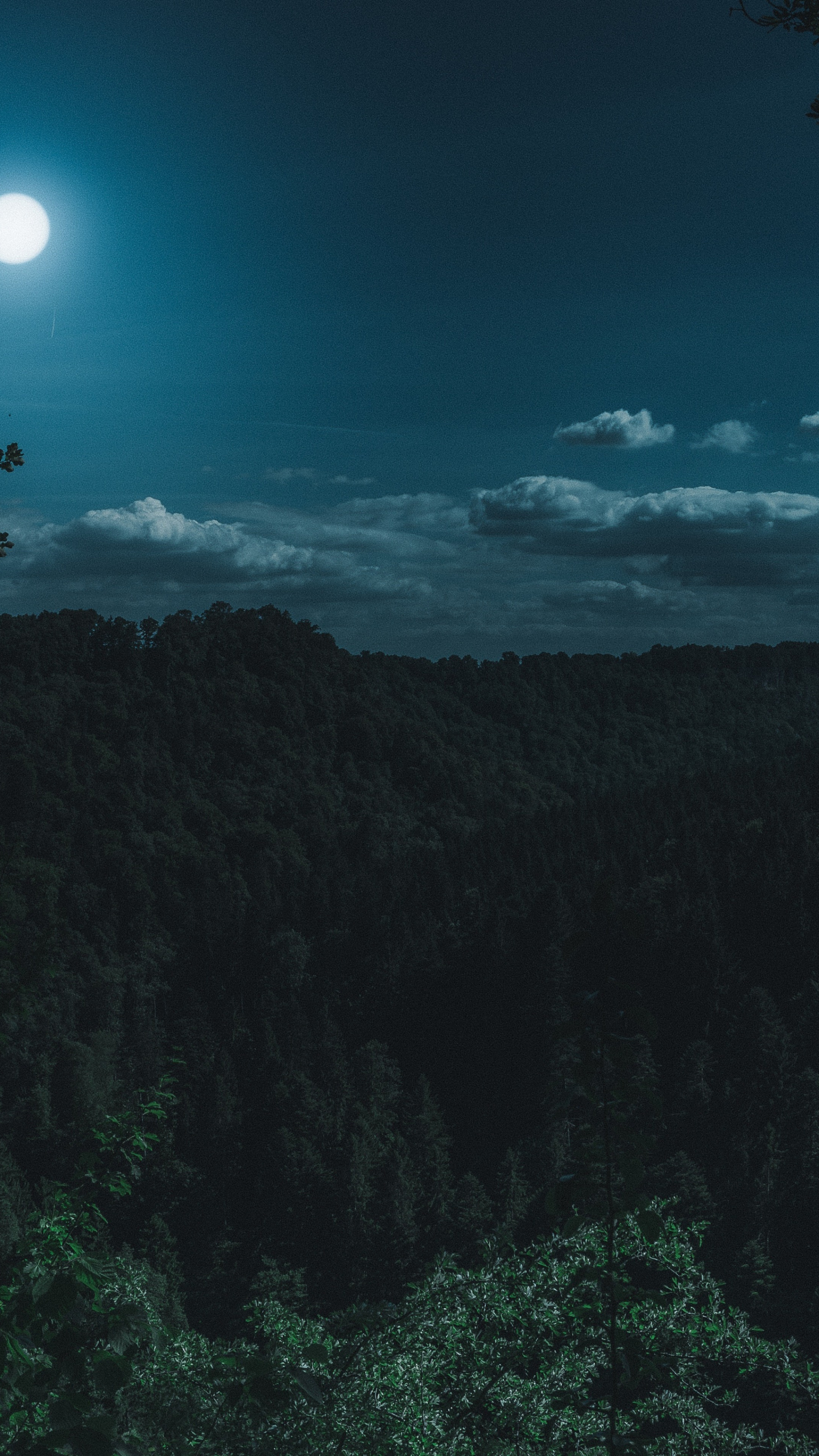 Download green forest, trees, night moon, nature 1440x2560 wallpaper ...