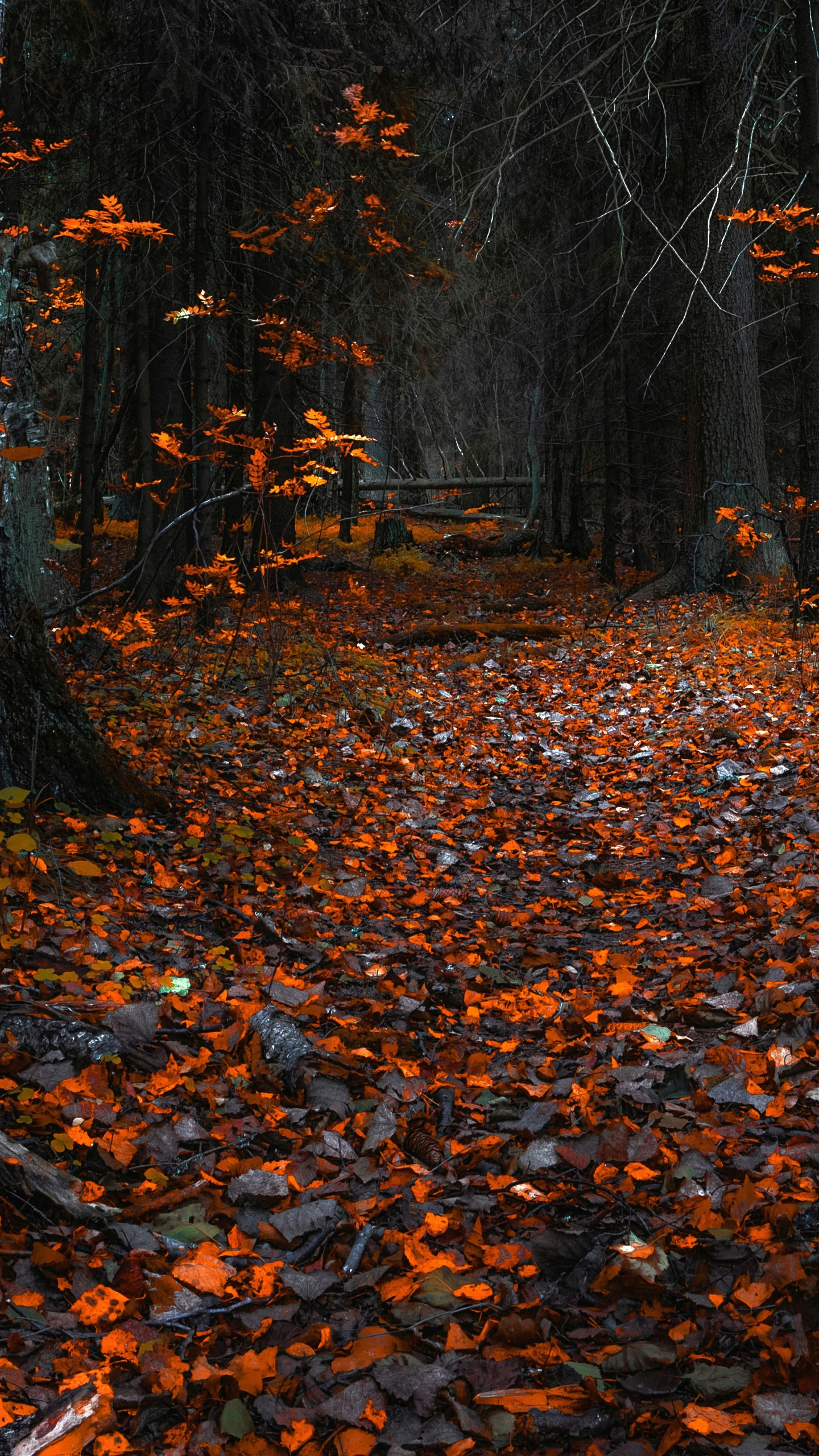 Autumn, orange leaves, forest, nature, 1440x2560 wallpaper