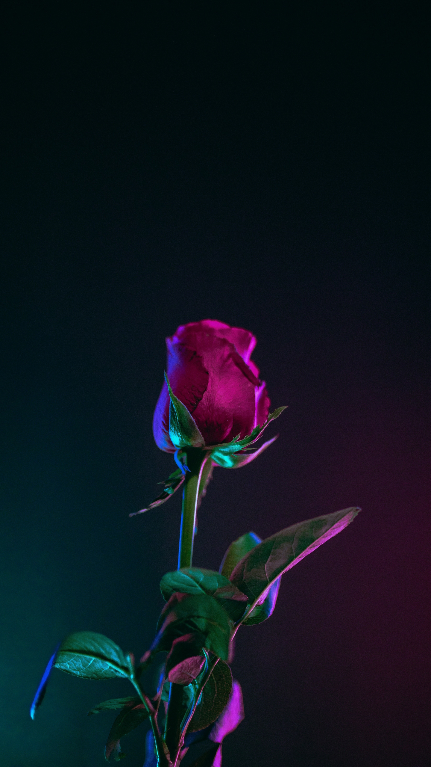 Download wallpaper 1440x2560 rose, bud, stem, portrait, qhd samsung