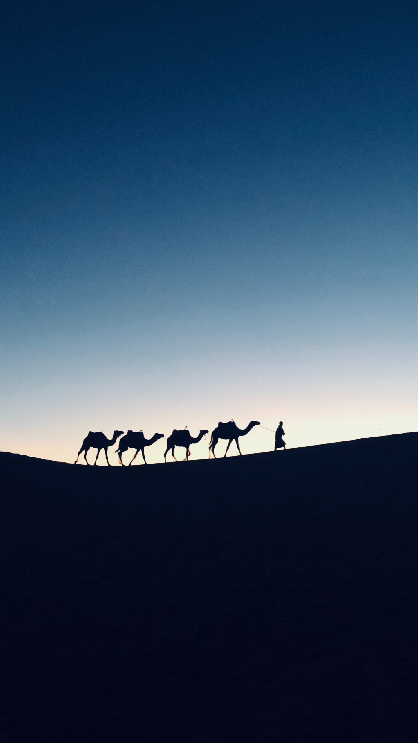 Silhouette, sunset, camel, Morocco, 1440x2560 wallpaper