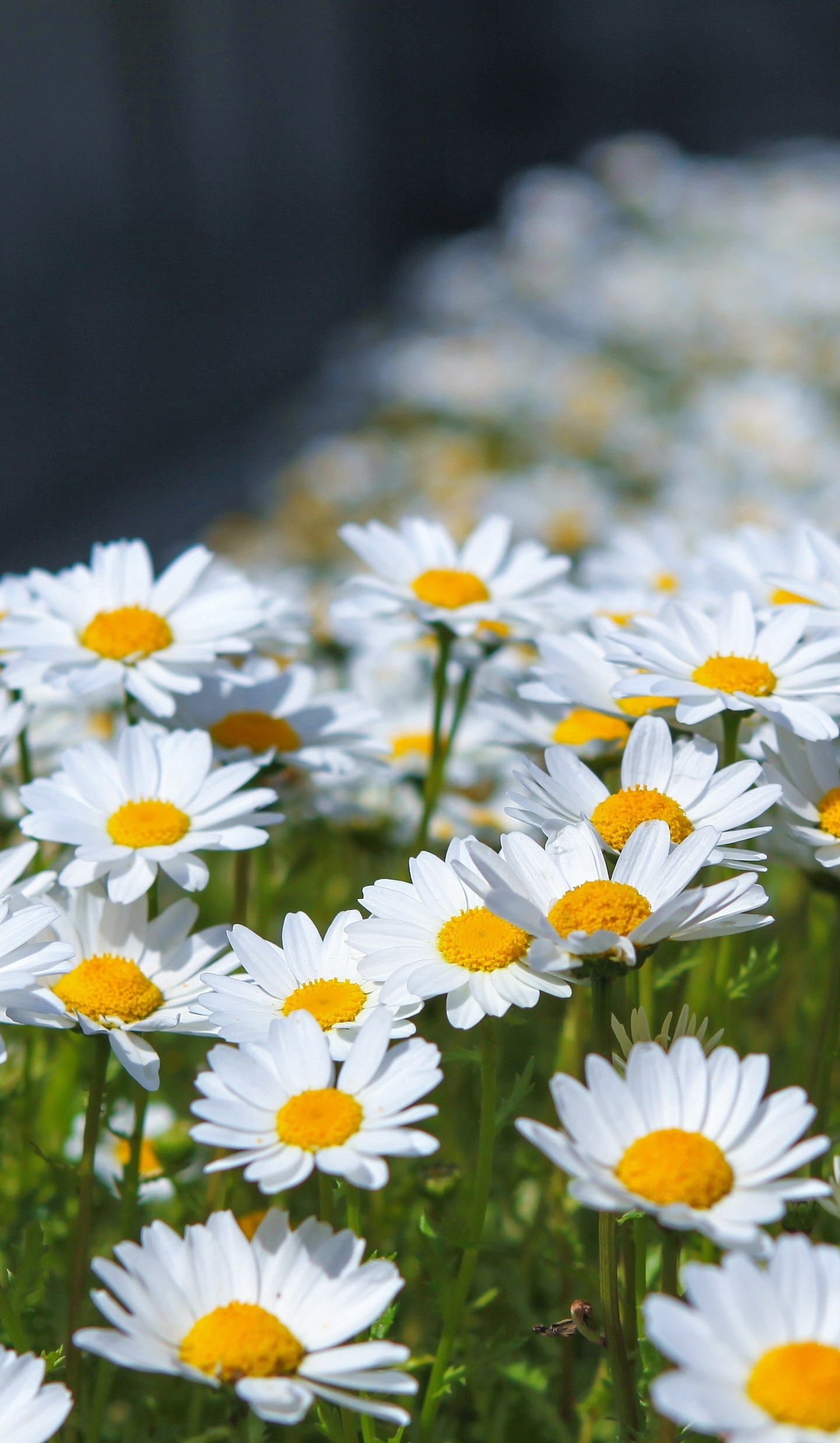 white daisies wallpaper