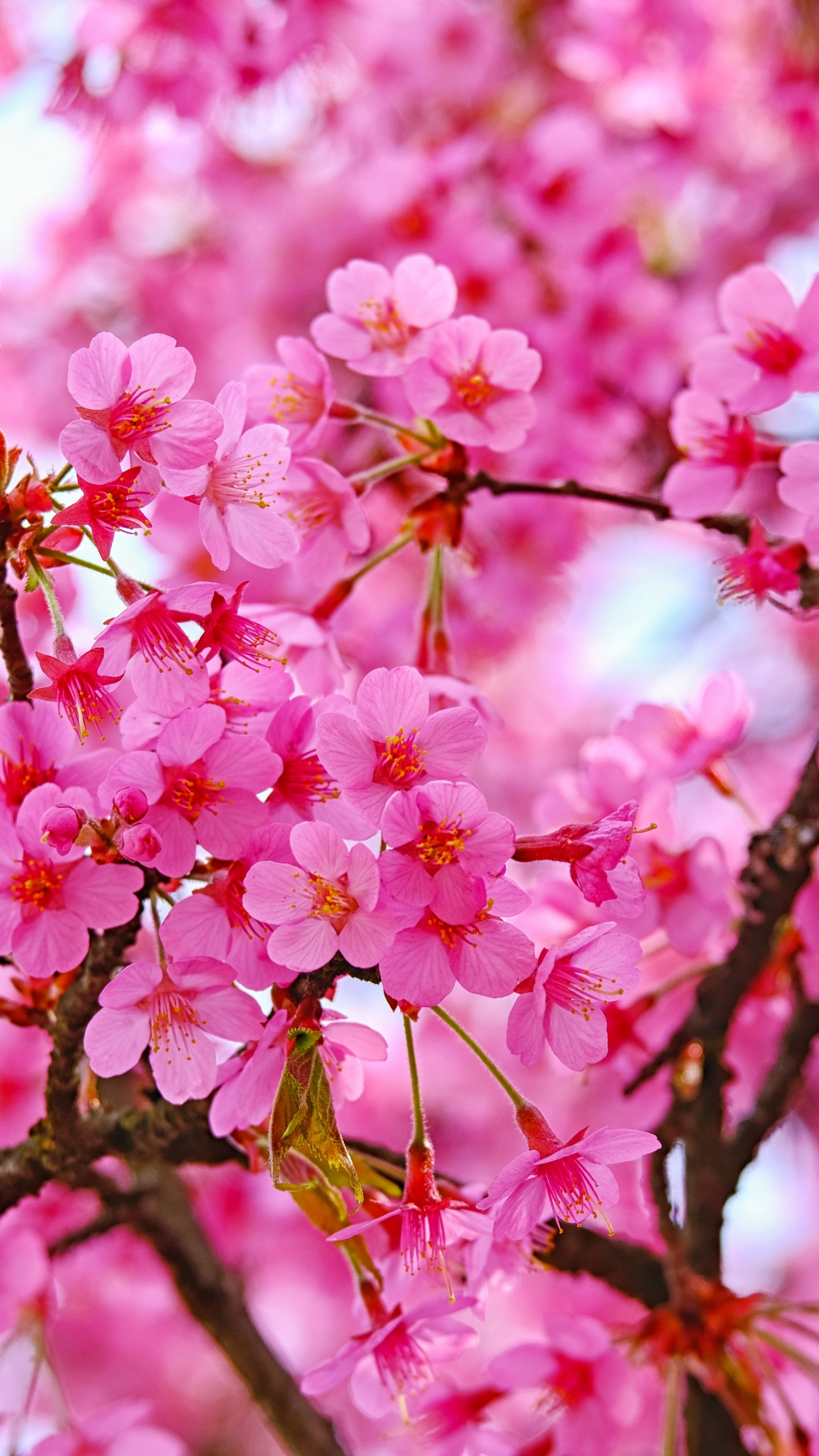 Cherry blossom, pink flowers, nature, 1440x2560 wallpaper