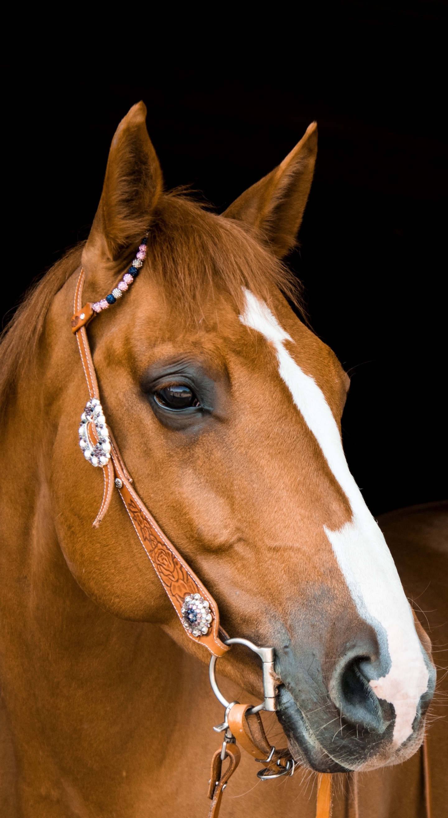 Лошадка м. Морда лошади. Красивые морды лошадей. Морда лошади в профиль. Лошади фото красивые.