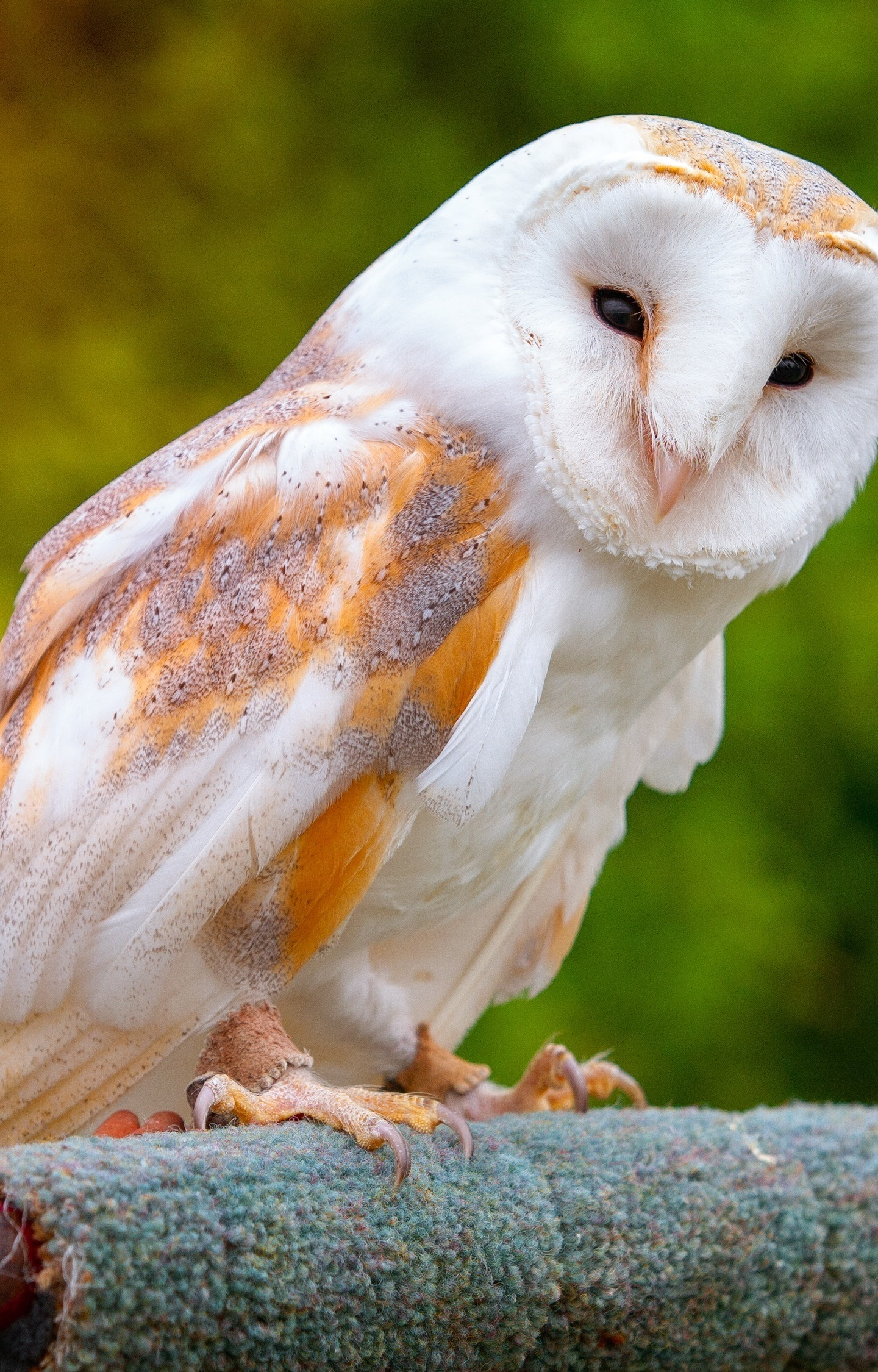 Barn Owl Flying Beautiful Natural Wallpaper Background Barn Owl Spreading  Wings Hd Photography Photo Bird Background Image And Wallpaper for Free  Download