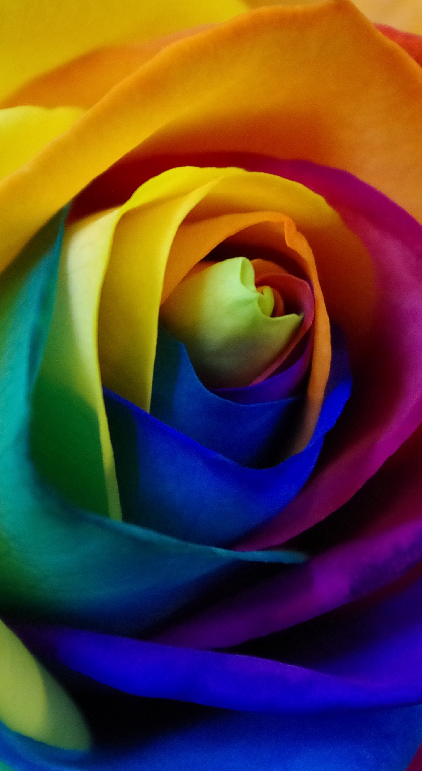 Download Colorful Rose Close Up 1440x2630 Wallpaper Samsung Galaxy Note 8 1440x2630 Hd Image Background 3819