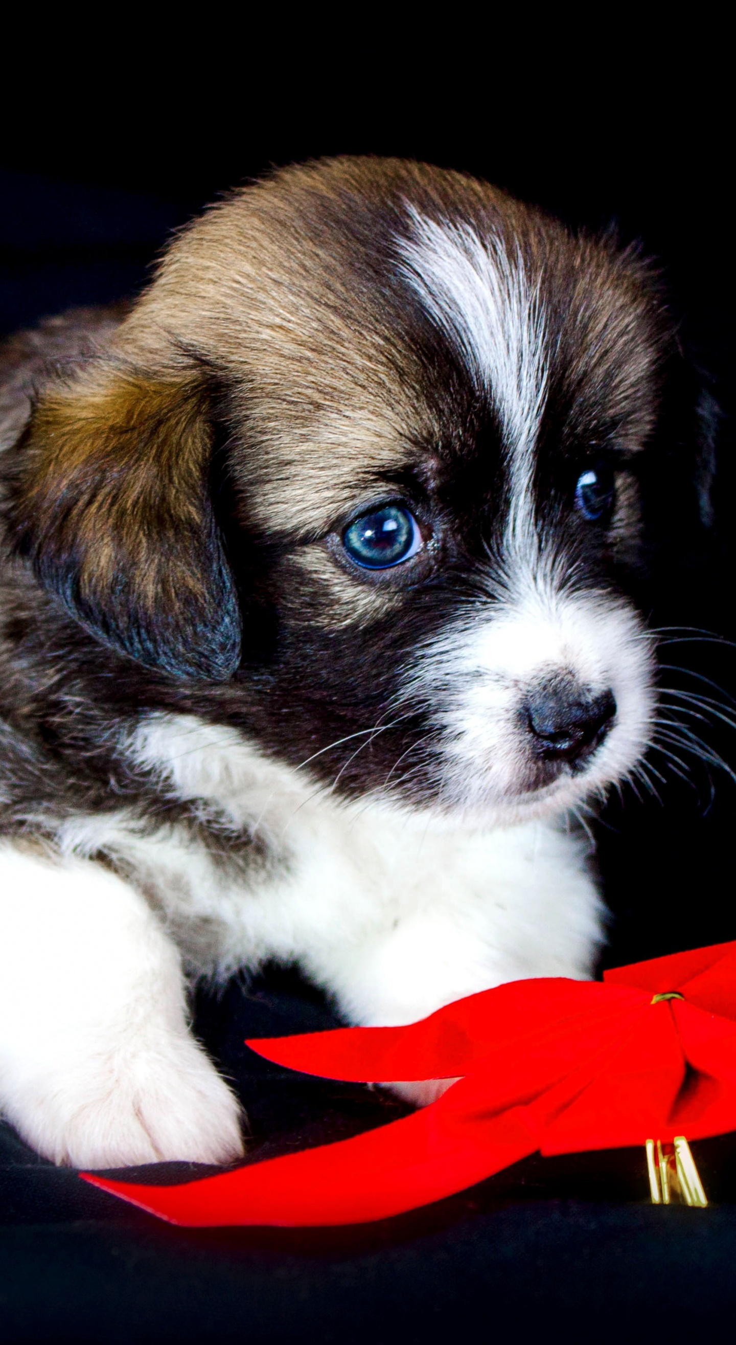 Download 1440x2630 Wallpaper Cute Puppy Adorable Animal Pet