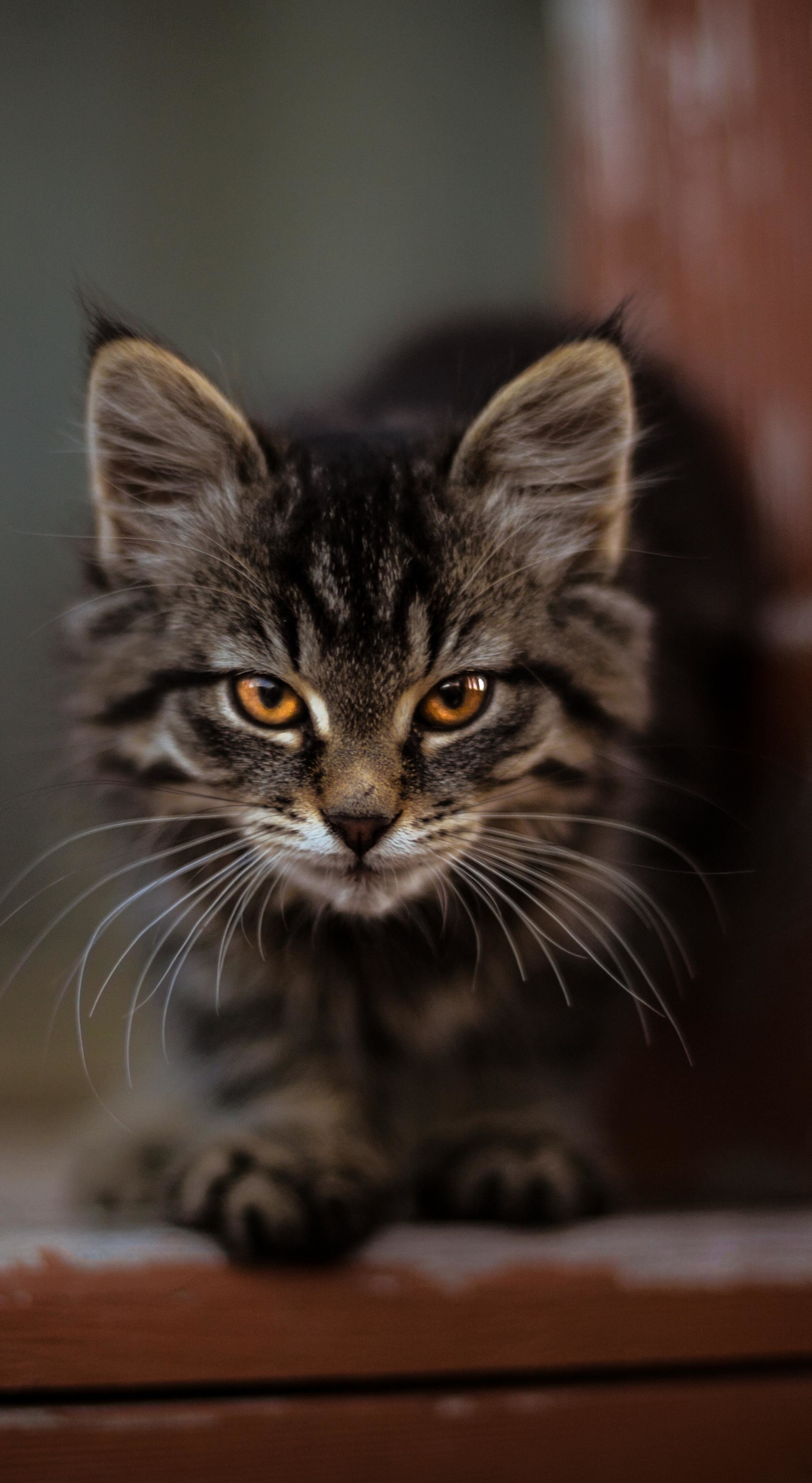 Download 1440x2630 Wallpaper Cute Kitten Adorable Stare