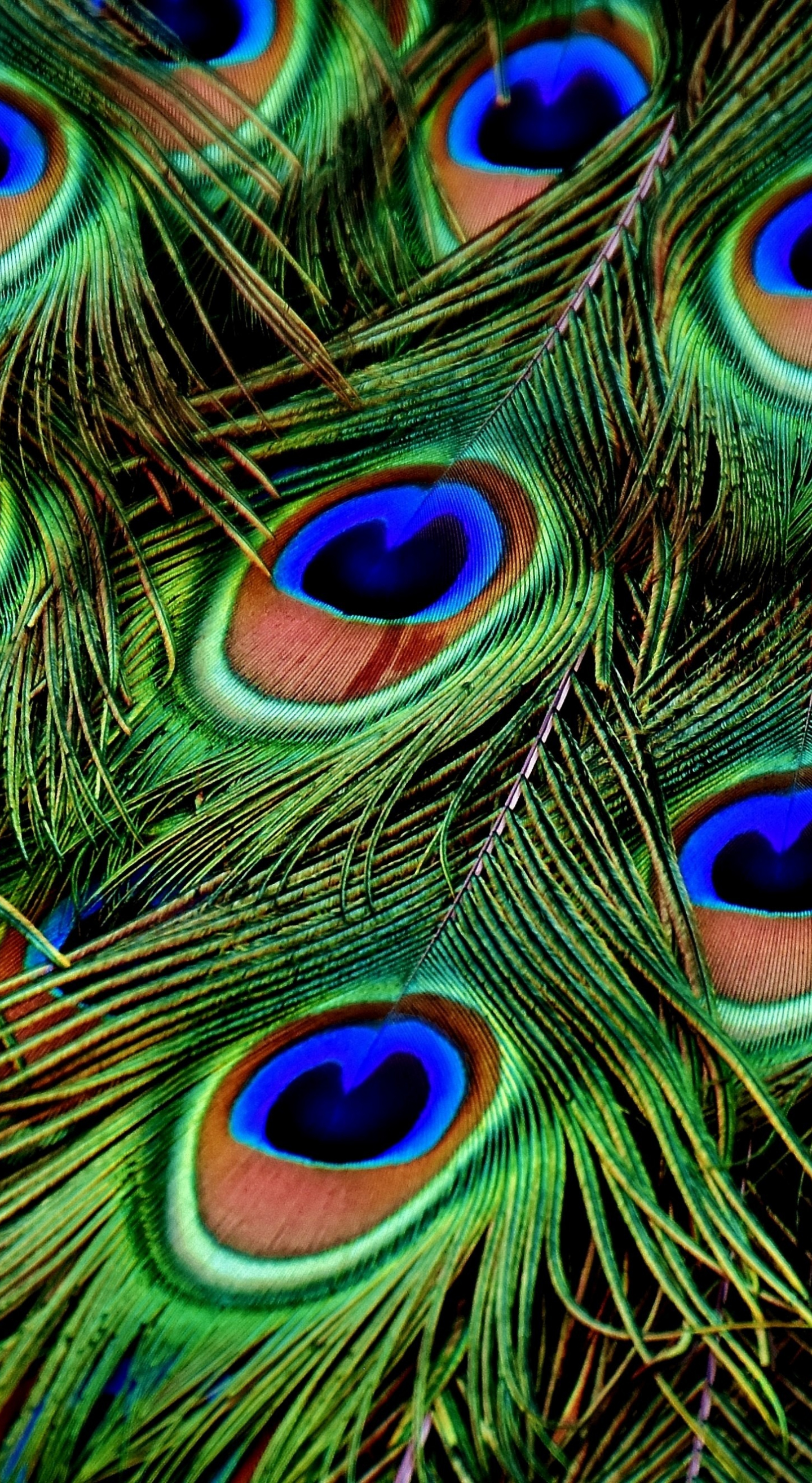 Download 1440x2630 wallpaper peacock, feathers, colorful, plumage