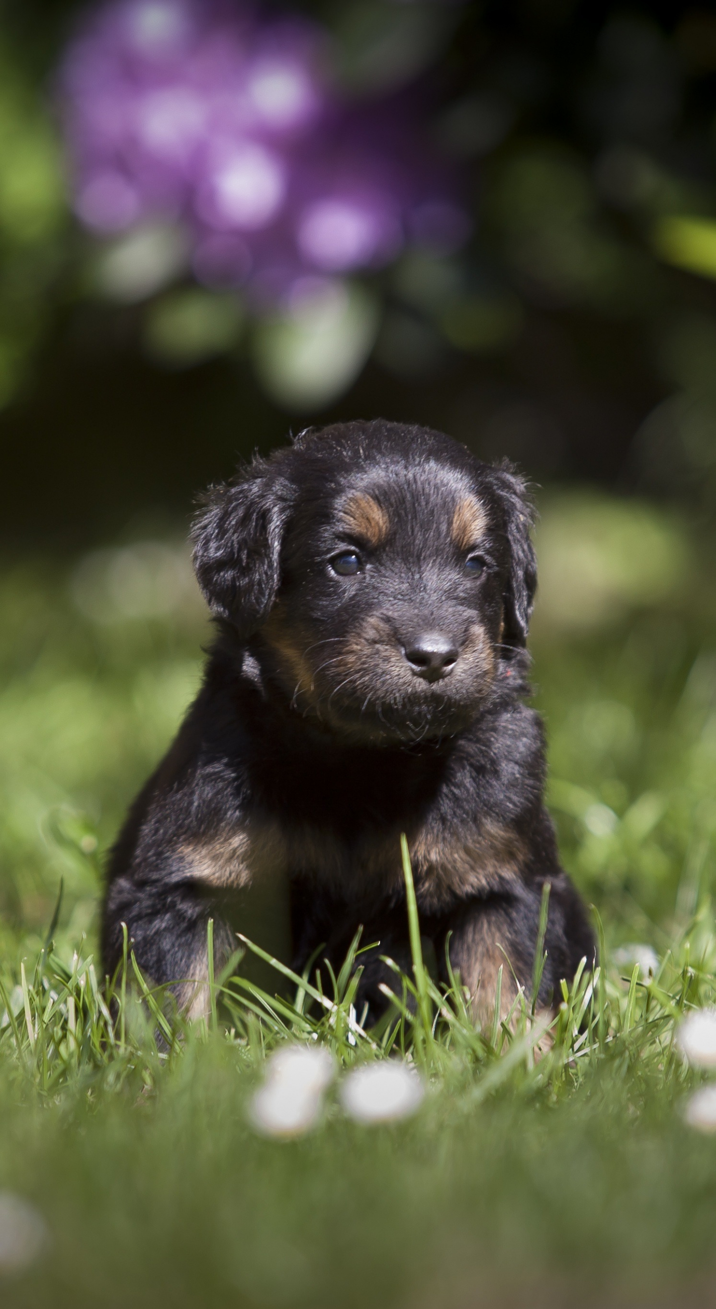 Download 1440x2630 Wallpaper Cute Adorable Puppy Dog Grass