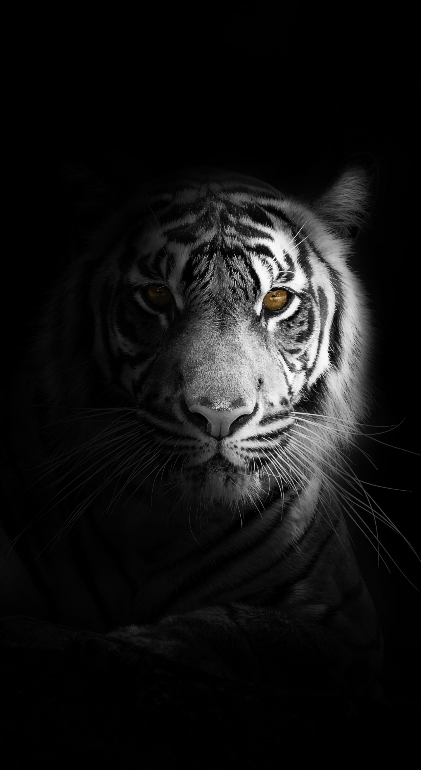 Được biết là một trong những loài vật hiếm có, hổ trắng đang trở thành một biểu tượng đầy tình yêu trên khắp thế giới. Nếu bạn cũng yêu thương những loài vật này, hãy xem ngay hình ảnh liên quan đến hổ trắng để cảm nhận sự hoang dã và đầy màu sắc của chúng.