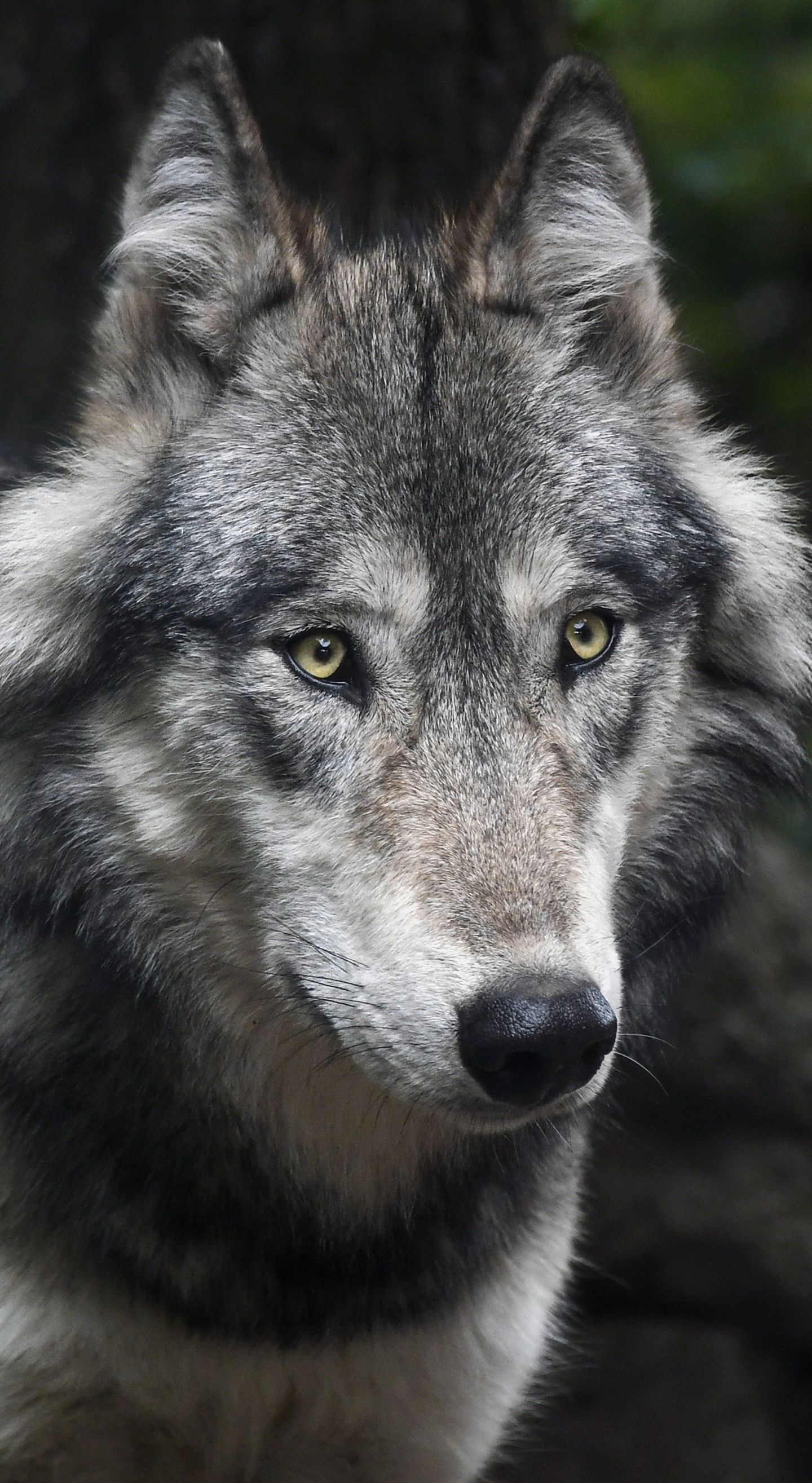 Волков про телефон. Вольф волк. Серый волк морда. Морда волка. Красивый волк.