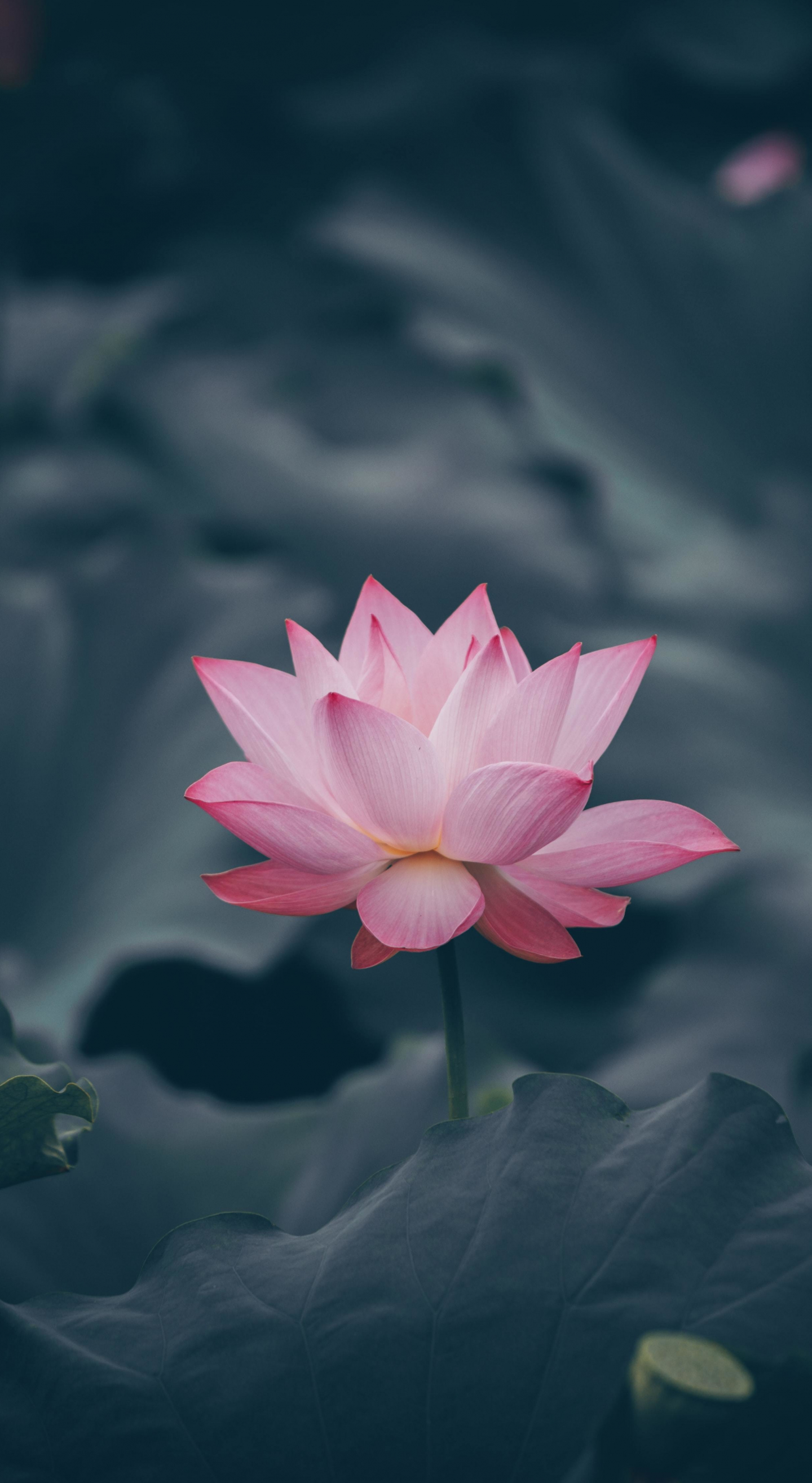 Download wallpaper 1440x2630 pink lotus, flower, bloom, samsung galaxy note  8, 1440x2630 hd background, 25554