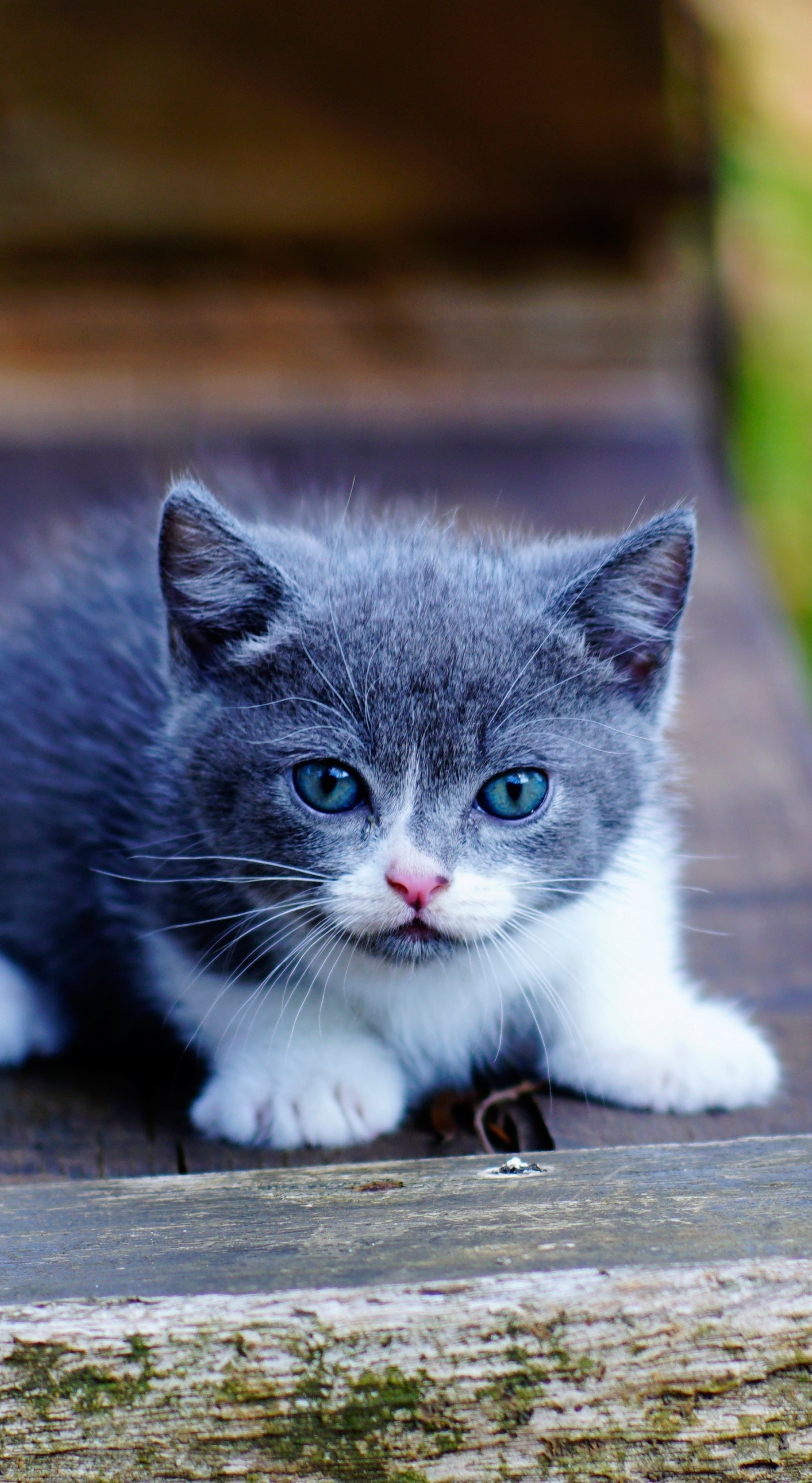 Download 1440x2630 Wallpaper Cute Kitten Blue Eyes Adorable