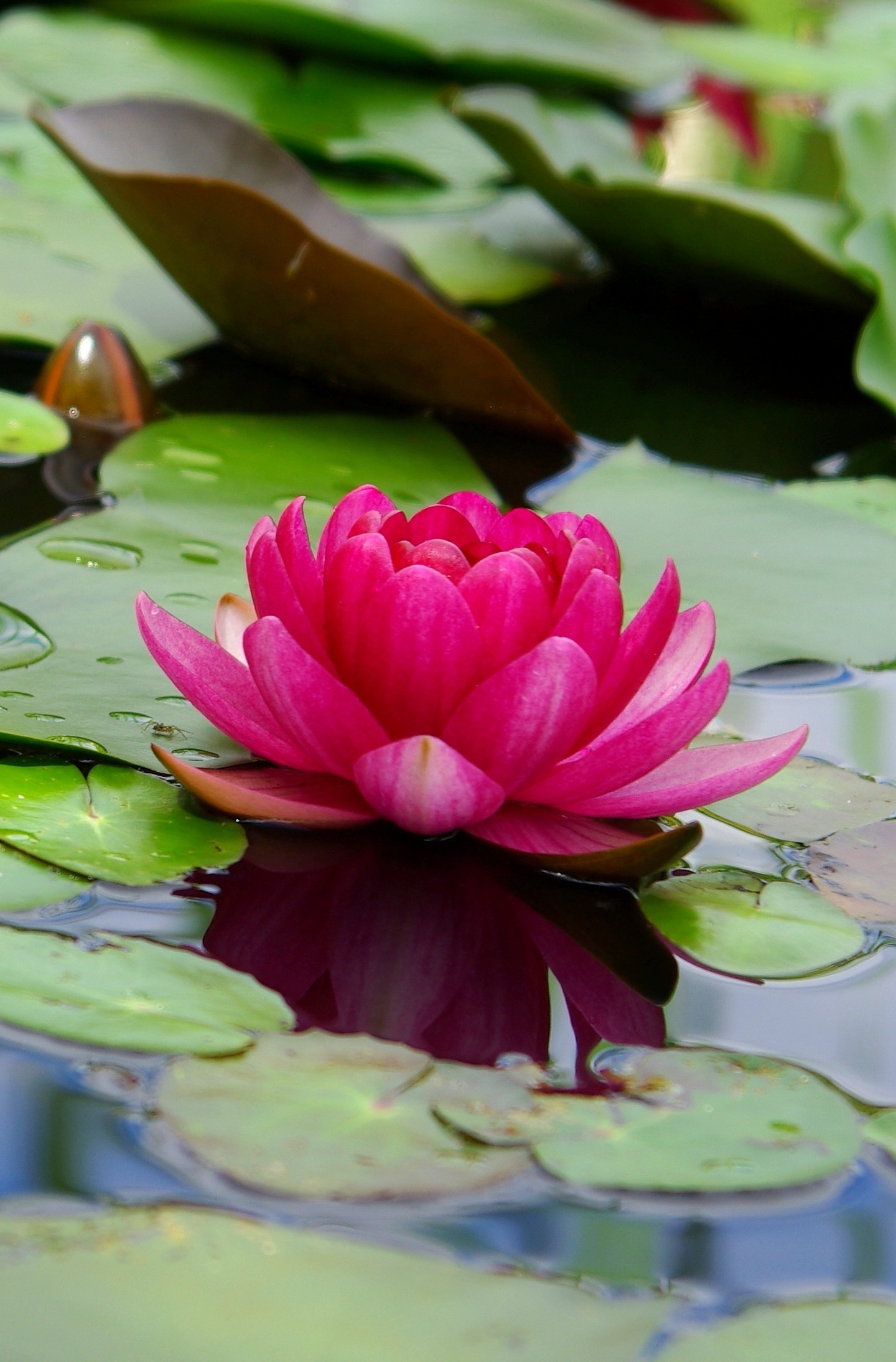 Download 1440x2880 wallpaper lotus, flower, pink, leaf ...