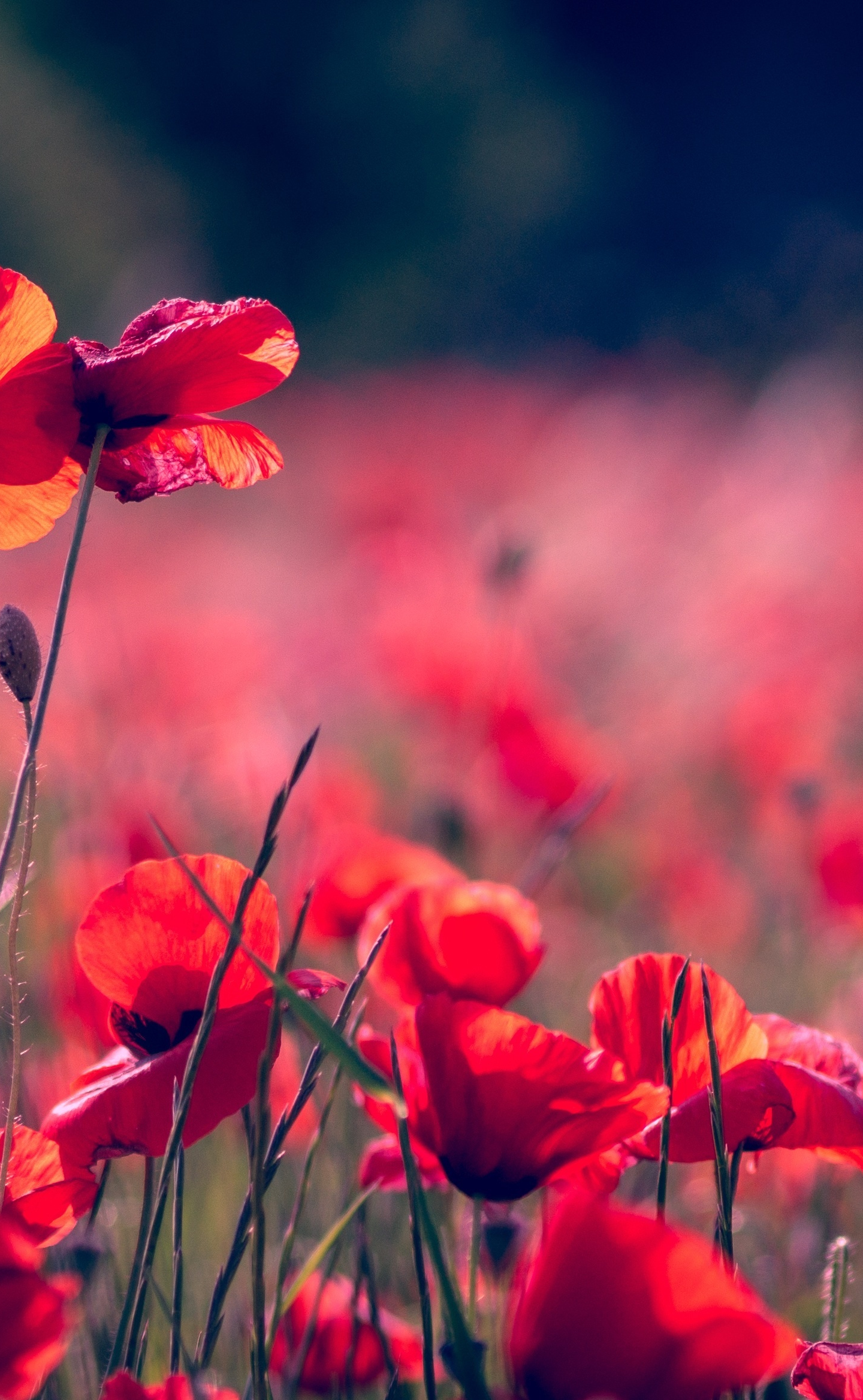 Download 1440x Wallpaper Portrait Blur Poppy Field Meadow Lg V30 Lg G6 1440x Hd Image Background 7246