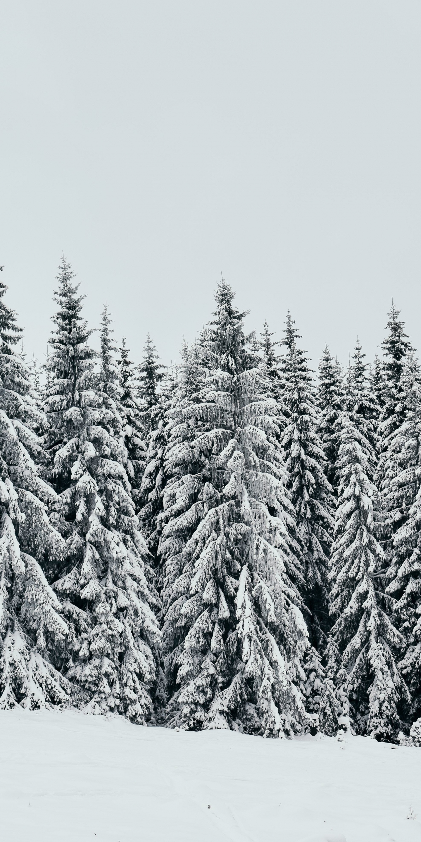 White, snow layer, pine trees, nature, 1440x2880 wallpaper