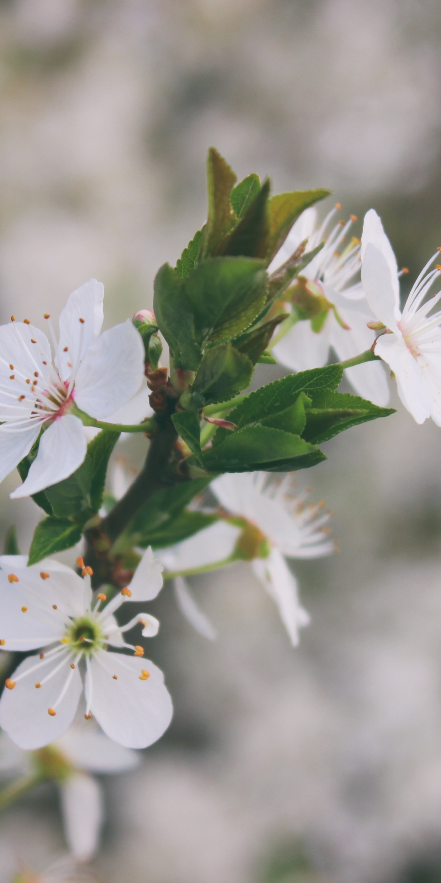 Download wallpaper 1440x2880 white flowers, blossom, branch, blur, lg v30, lg g6, 1440x2880 hd