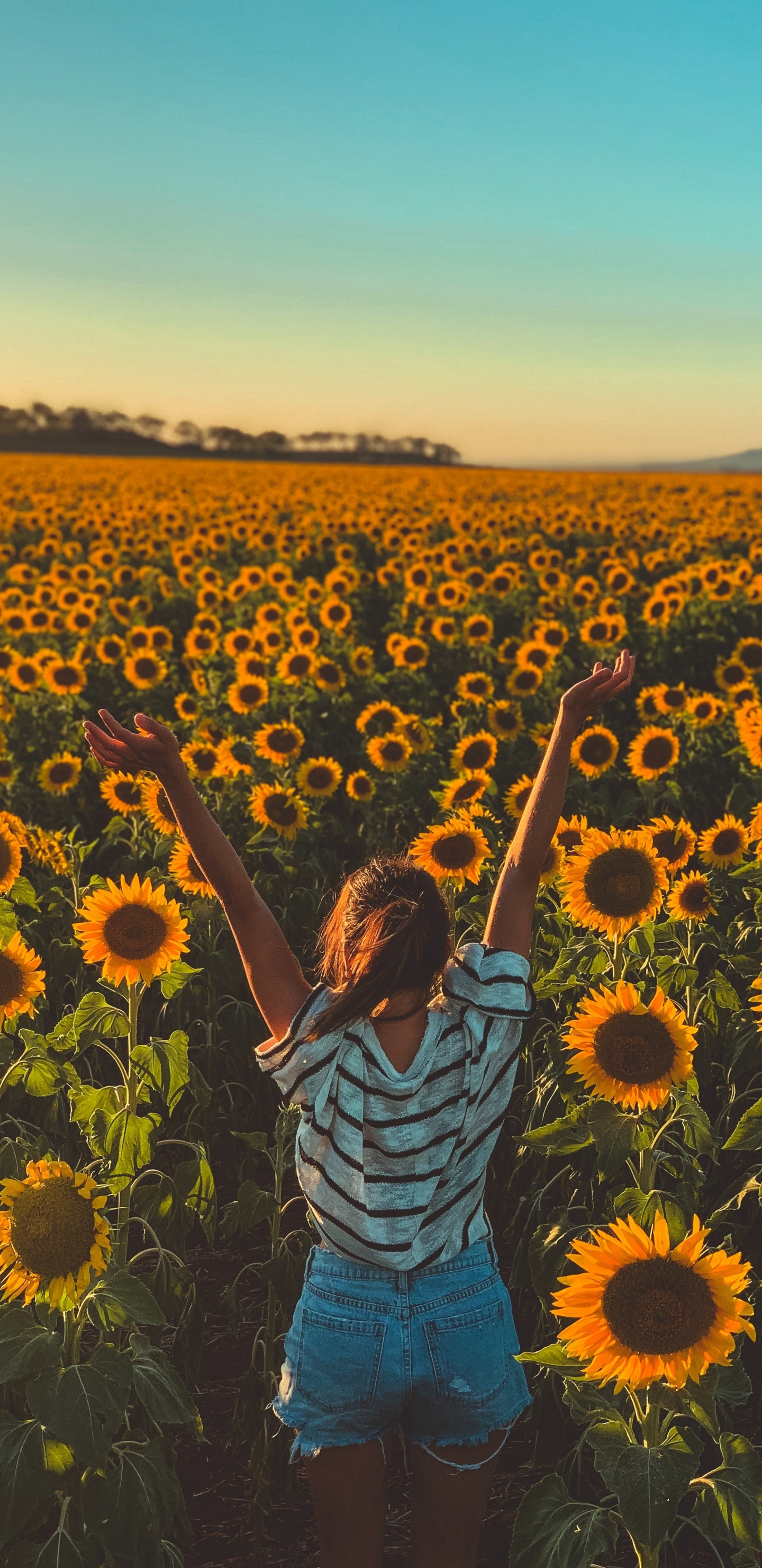 Sunny day, sunflowers, farm, woman, 1440x2960 wallpaper