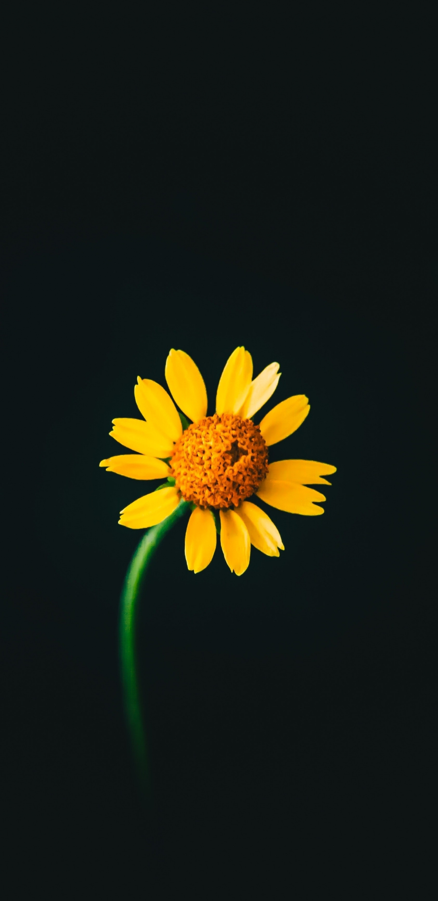 Flower Wallpapers for Samsung Galaxy S5 52