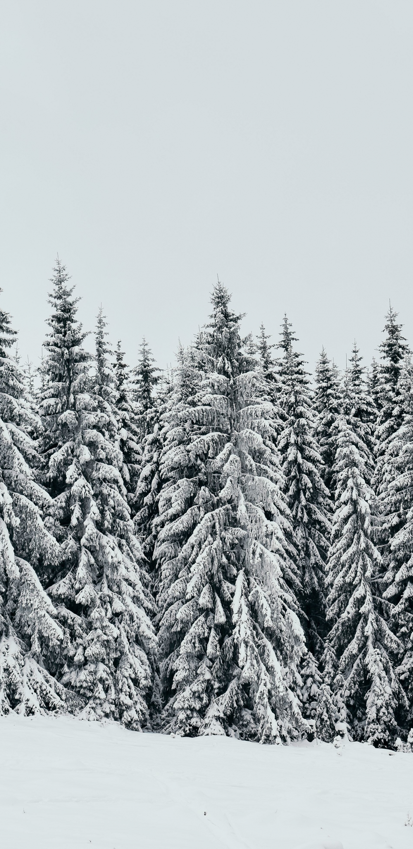 White, snow layer, pine trees, nature, 1440x2960 wallpaper