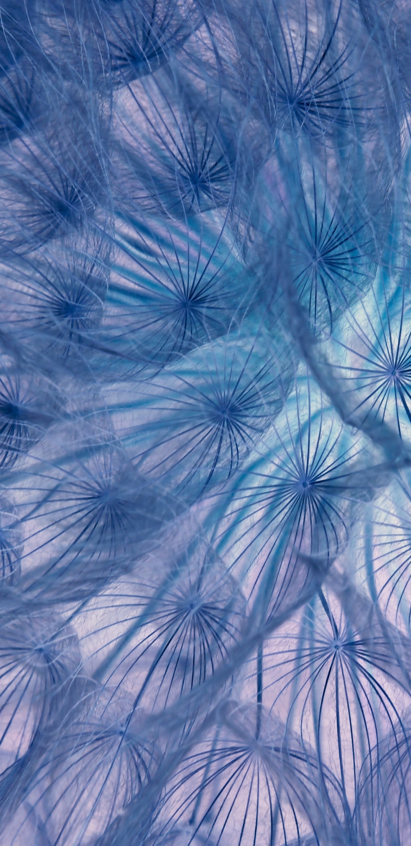 Flower, threads, close-up, dandelion, 1440x2960 wallpaper