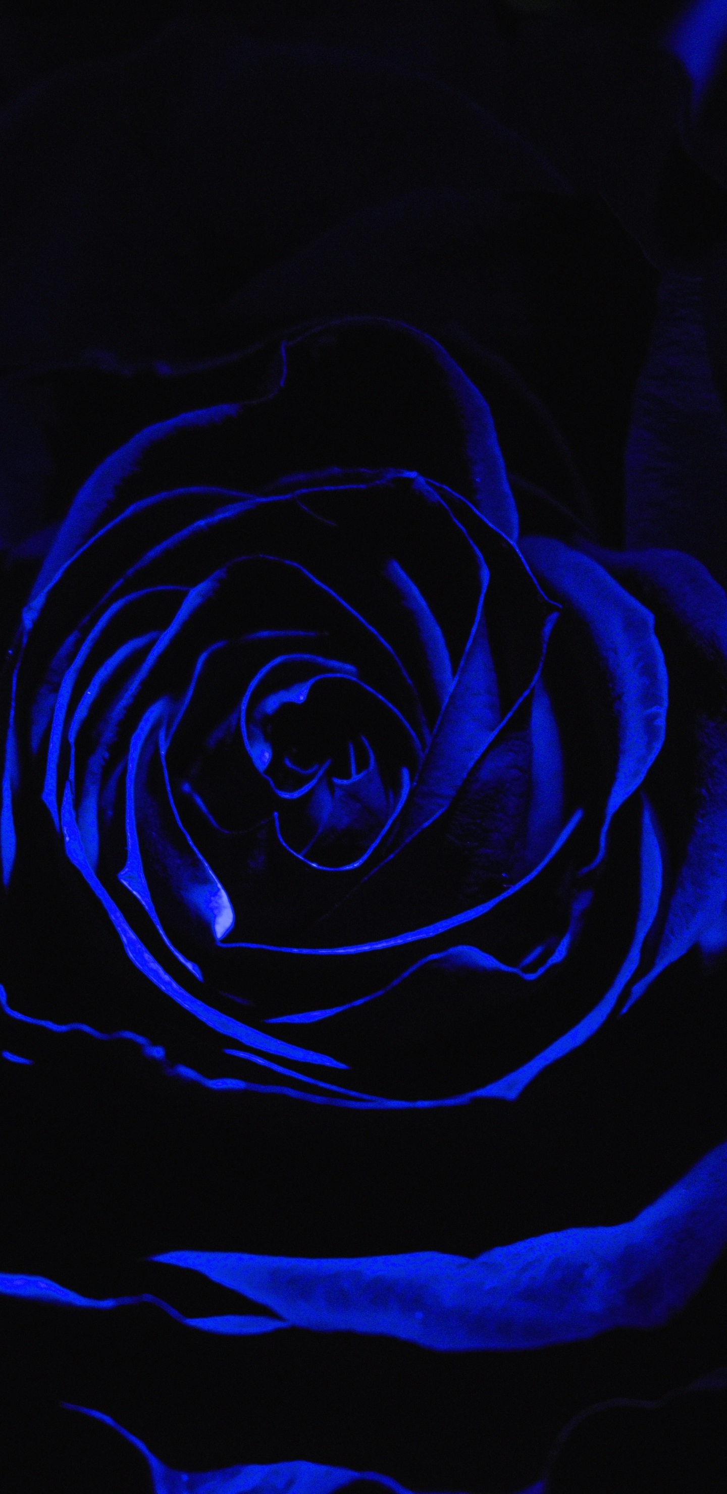 Download wallpaper 1440x2960 blue rose, dark, close up, samsung galaxy s8,  samsung galaxy s8 plus, 1440x2960 hd background, 10127