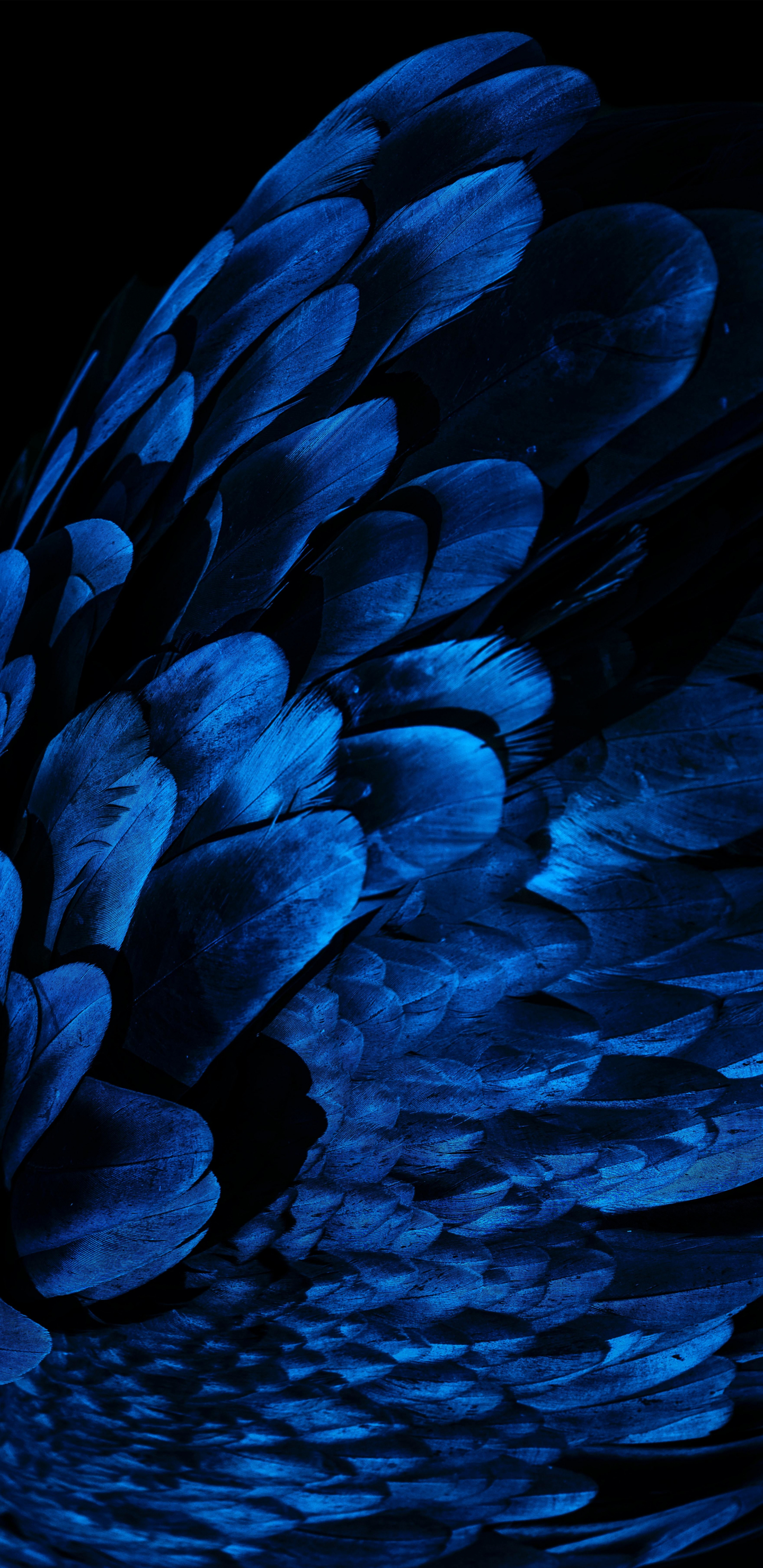 Download wallpaper 1440x2960 feathers, bird wing, blue feathers, close up,  samsung galaxy s8, samsung galaxy s8 plus, 1440x2960 hd background, 24602